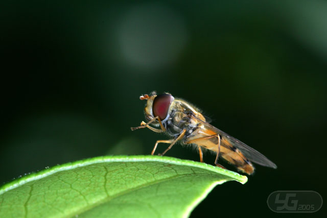 Mouche s copy